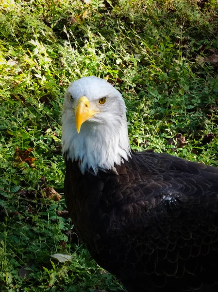 Beautiful portrait of bald eagle looking into the camera and standing on a green meadow