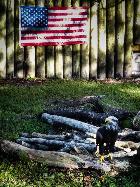 Águila calva sola sentada en la parte superior de algunos troncos de árbol con bandera americana en el fondo — Foto de Stock