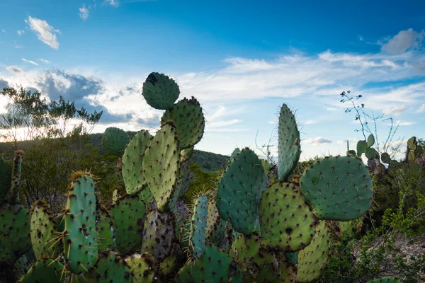 Nagy Sivatagi Táj Arizonában Sok Kaktusz Növényekkel Tiszta Kék Égbolttal Stock Kép