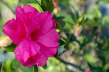 Bahçedeki pembe çiçeğe sırtı dönük seçici bir şekilde odaklan.