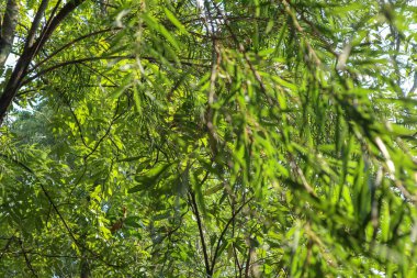 Ormanda ve bahçede seçici odaklı yeşil dallar