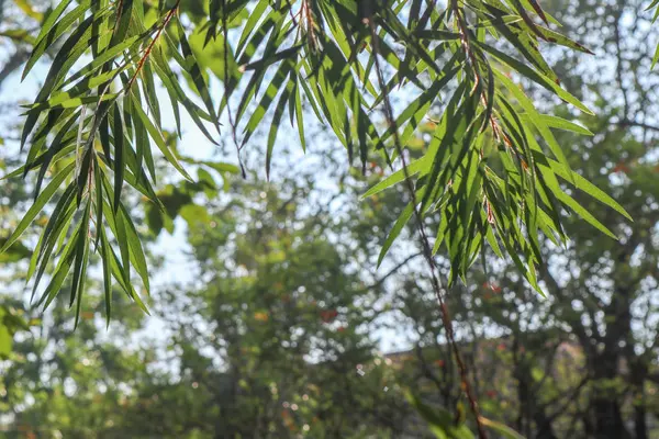 Backround Selective Green Twigs Forest Garden — Stock Photo, Image