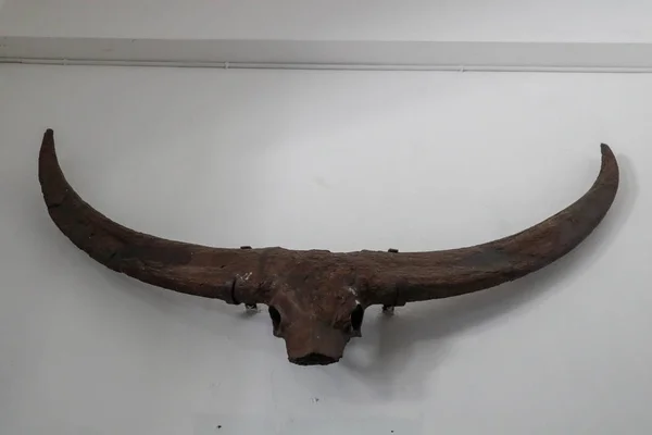 buffalo horn as a home decoration