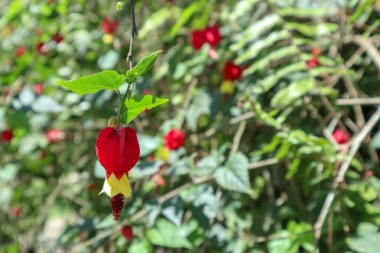 Elektronik malların arkaplanı için bilgisayar klavyesinin ve makronun yakın plan fotoğrafı