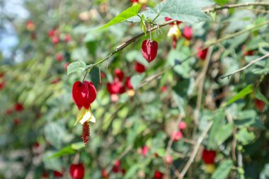 Elektronik malların arkaplanı için bilgisayar klavyesinin ve makronun yakın plan fotoğrafı