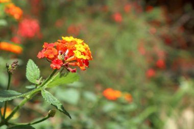 Elektronik malların arkaplanı için bilgisayar klavyesinin ve makronun yakın plan fotoğrafı
