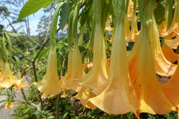 Żółta Brugmansia Kwiat Zawieszony Ogrodzie Bandung Azji Indonezyjskiej — Zdjęcie stockowe