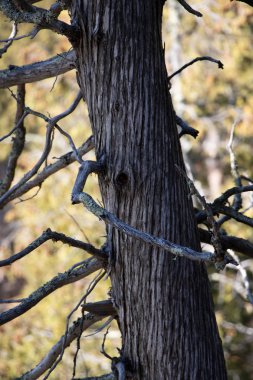 Tahta. Minnesota 'da. Bektaşi Şelalesi Eyalet Parkı
