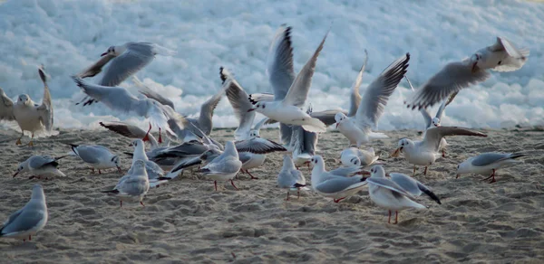 Seagulls in a Winter — Stock Photo, Image