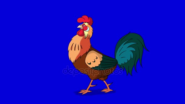 Rufous Rooster Walks. Classic handmade Animation Isolated on Blue Screen — Stock Video