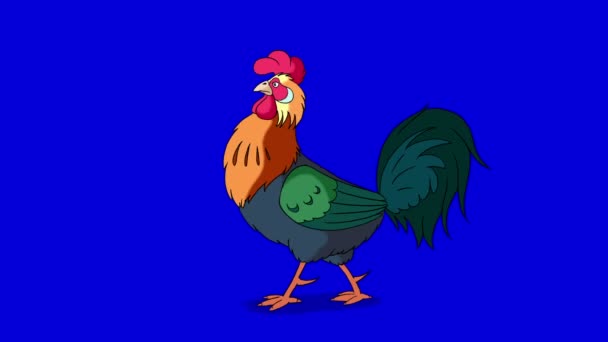 Caminatas coloridas del gallo. Animación clásica hecha a mano aislada en la pantalla azul — Vídeo de stock