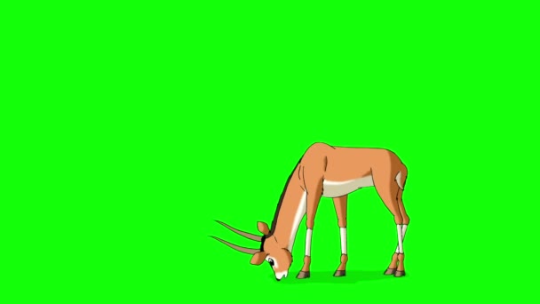 Gazellenantilopen grasen. animierte Bewegungsgrafik isoliert auf grünem Bildschirm — Stockvideo