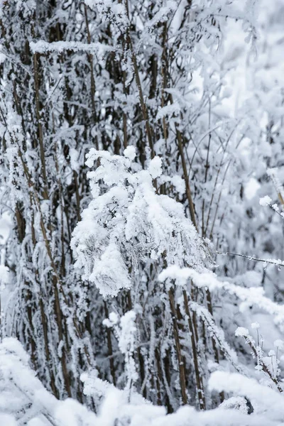 Snowy lasu w zimowy dzień — Zdjęcie stockowe