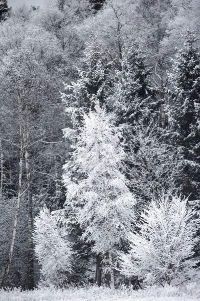 Szron na drzewach na skraju lasu — Zdjęcie stockowe