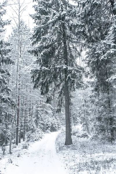 Szeroka ścieżka w lesie w zimowy dzień — Zdjęcie stockowe
