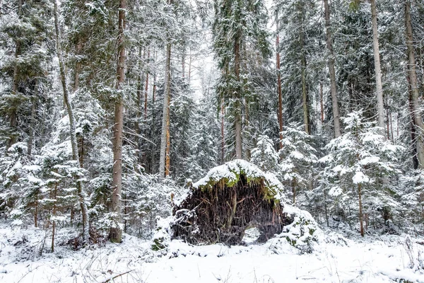 Las sosnowy w zimowy dzień — Zdjęcie stockowe