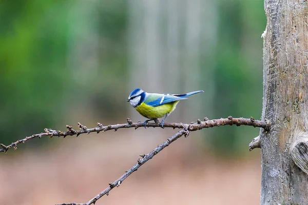 Blue Tit Bird sitting on a stump — Stockfoto