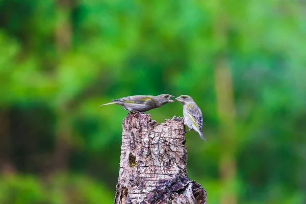 Blaumeisen sitzen auf einem Baumstumpf — Stockfoto