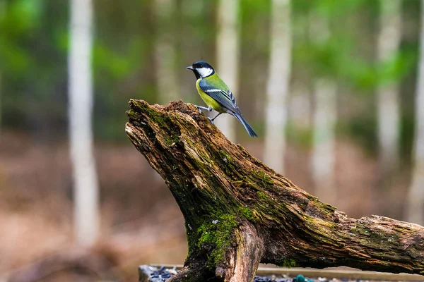 Mavi baştankara bir güdük üzerinde oturan kuş — Stok fotoğraf