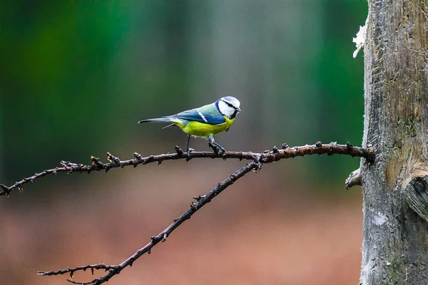 Blue Tit Bird sitting on a stump — Stockfoto