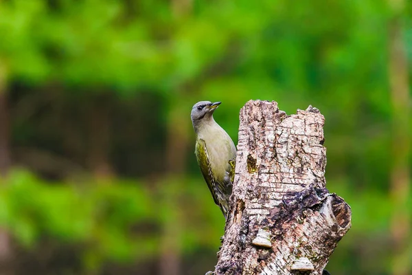 Pica-pau de cabeça cinza em uma floresta de primavera — Fotografia de Stock