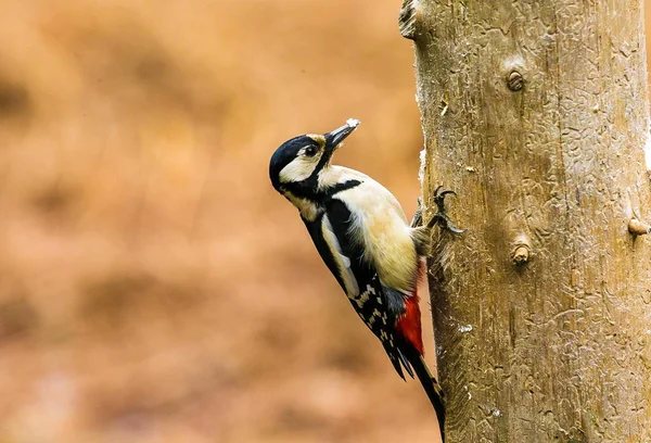 Great Spotted Woodpecker in a spring forest — Stock Photo, Image