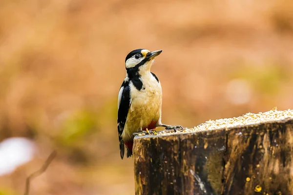 Bra Spotted Woodpecker på en stubbe — Stockfoto
