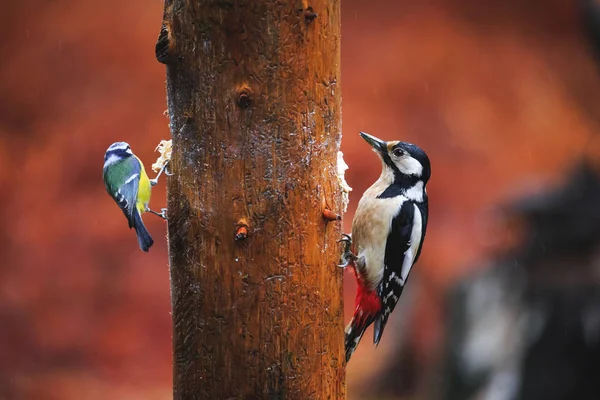 Blue Tit Bird and Woodpecker close-up — Stockfoto