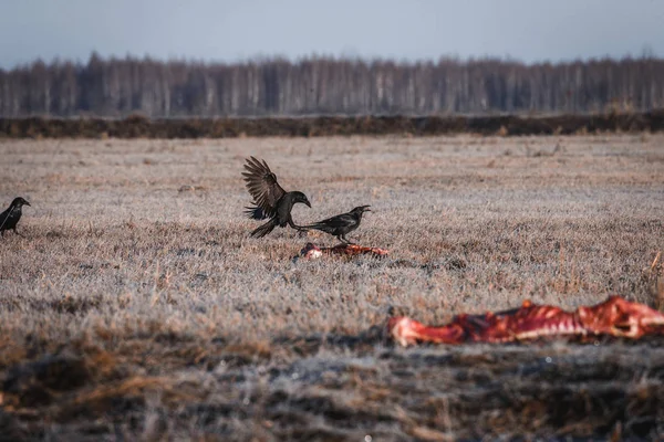 Black Crows Eating Carrion — Stock Photo, Image