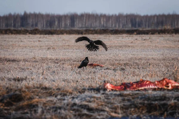 Black Crows Eating Carrion — Stock Photo, Image