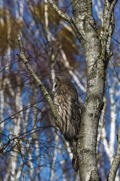 Great Gray Owl — Stock Photo, Image