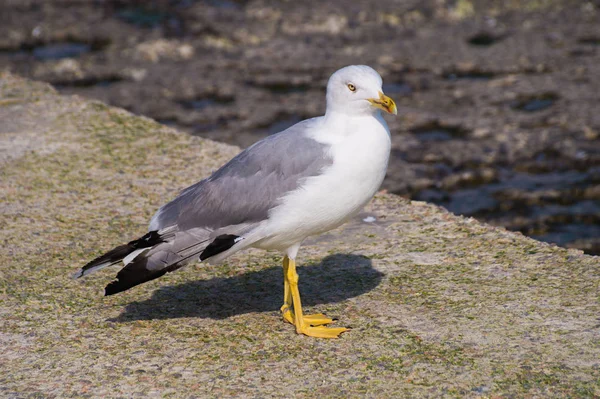 Gaivota Larus em um dia de verão — Fotografia de Stock