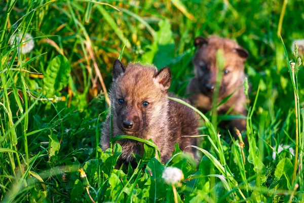 Grijze Wolf Cubs in een gras — Stockfoto