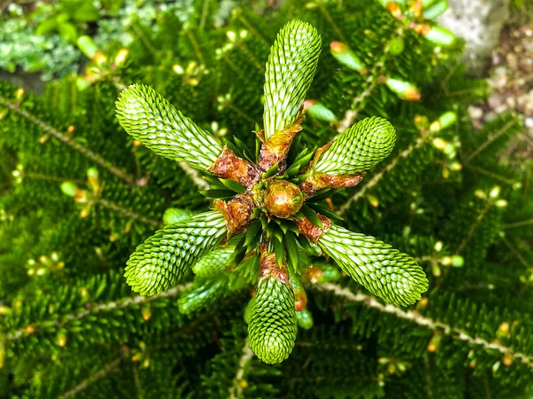 Nouveau cône sur un sapin — Photo