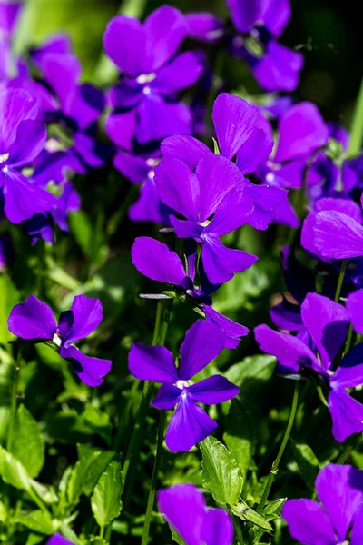 花园里的紫色鸢尾花 — 图库照片