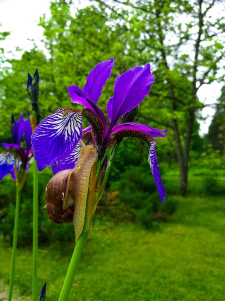 Caracol en un iris púrpura — Foto de Stock