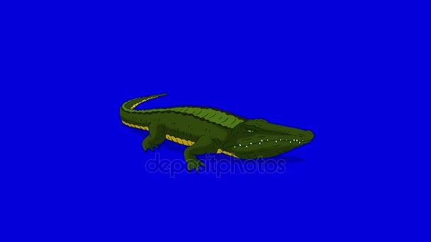 Crocodile Alligator Open his Mouth Isolated on Blue Screen — Stock Video