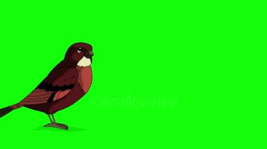 Kahverengi kuş atlama.