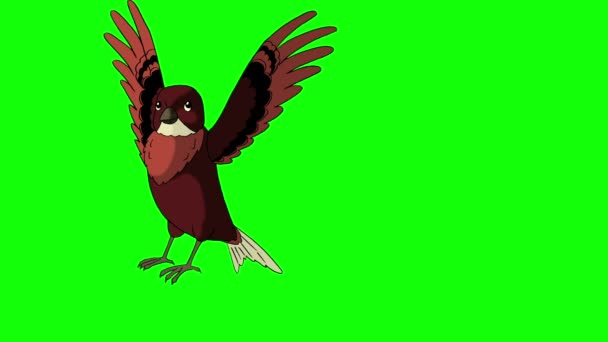 Uccello bruno è venuto volare — Video Stock