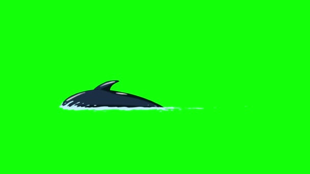 Dolphin framträder ur vattnet. — Stockvideo