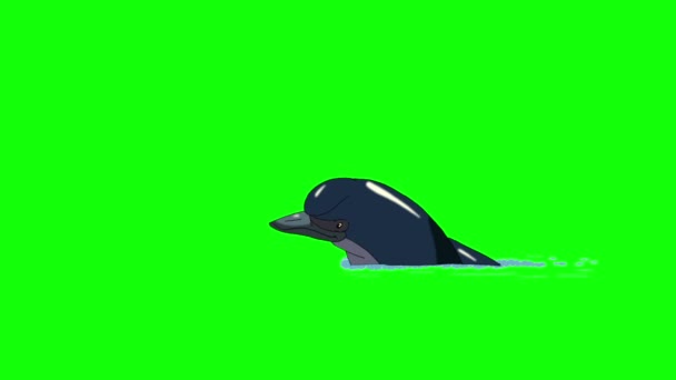 Navy Blue Dolphin άλμα έξω από το νερό. — Αρχείο Βίντεο