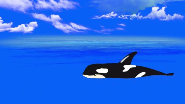 Killer Whale in  the Water — Stock Video