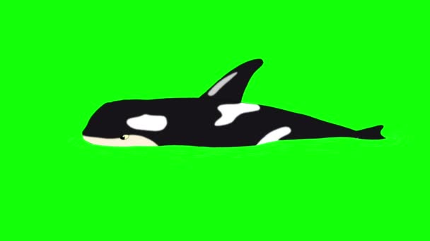 Killer Whale in  the Water isolated on Green  Screen — Stock Video