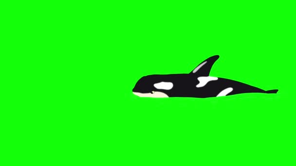 Killer Whale in  the Water isolated on Green  Screen — Stock Video