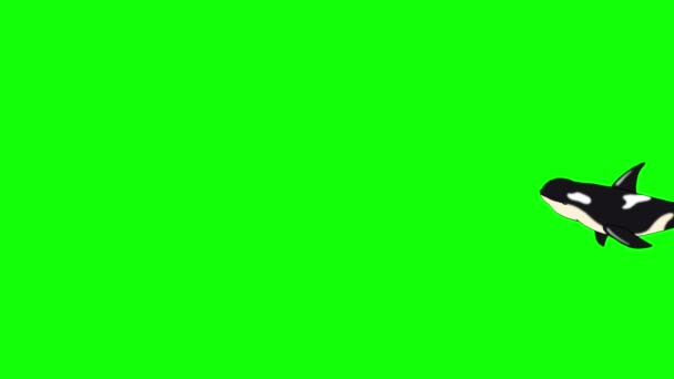 Killer Whale Underwater isolated on Green  Screen — Stock Video