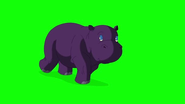 Poco violeta hipopótamo ejecuta vista frontal . — Vídeo de stock