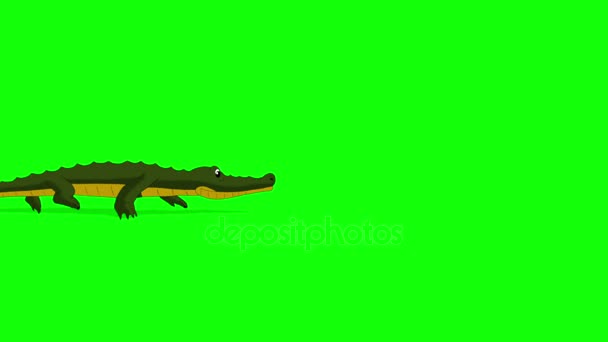 Little Crocodile Runs Animated Motion Graphic Isolated Green Screen — Stock Video