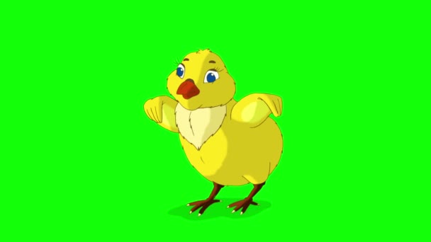 Yellow Chicken Stands Tweets Animated Looped Motion Graphic Isolated Green — Stock Video