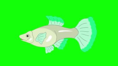Büyük yeşil Guppy akvaryum balık bir akvaryumda yüzen. Yeşil ekranda izole ilmekledi hareket grafik animasyon