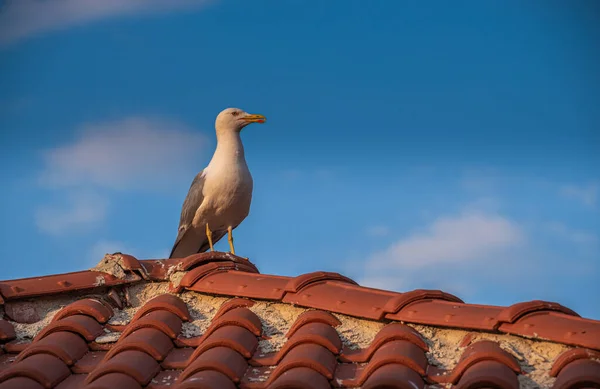 Gaivota no telhado de uma antiga casa em Nessebar, Bulgária — Fotografia de Stock